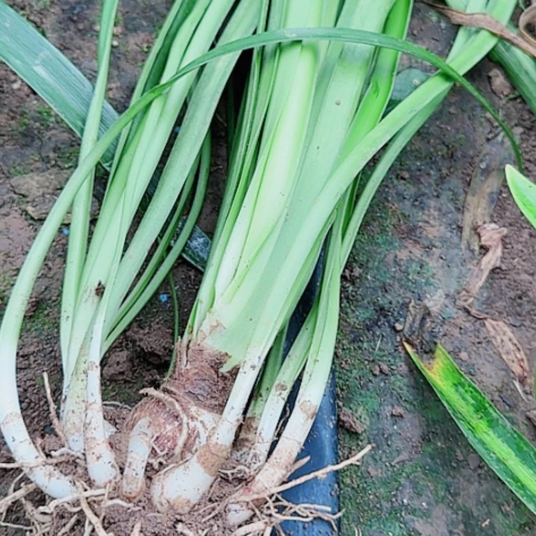 【闪购商品】无花朵贵妇带侧