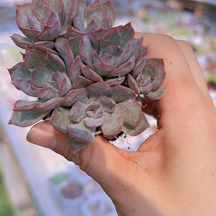 暗冰群4头起多肉植物