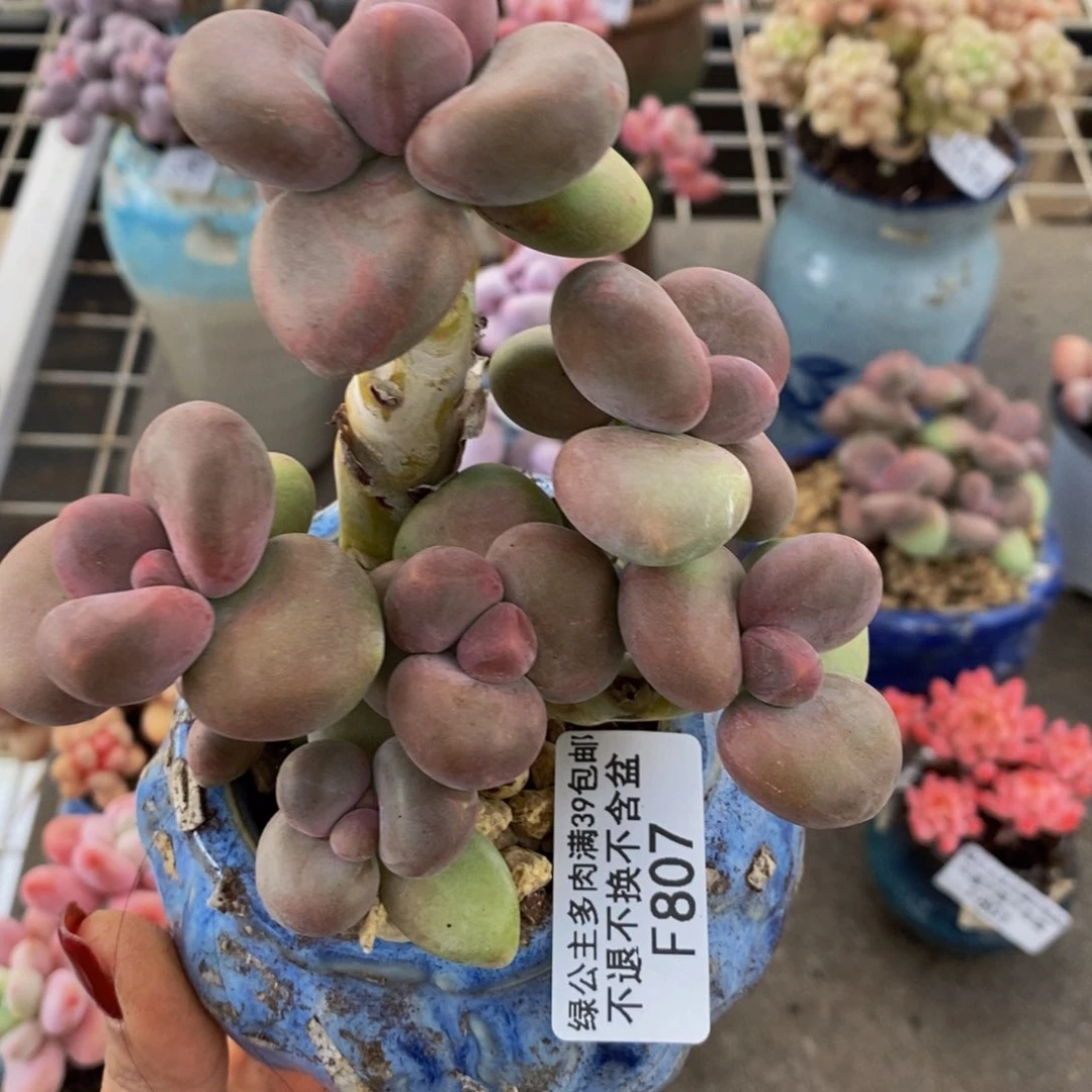 芒果奶酪807/10c m