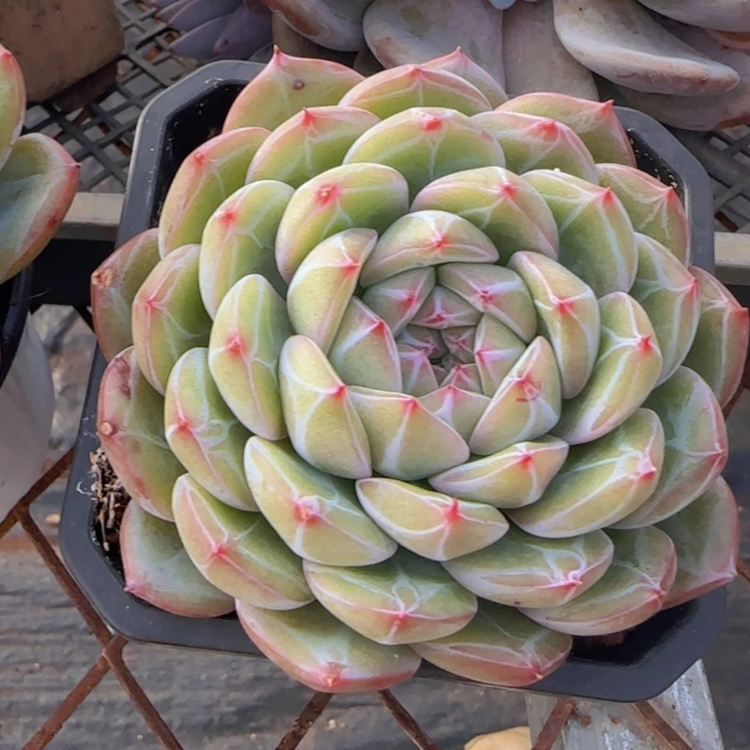 【闪购商品】雪花珍妮9.9