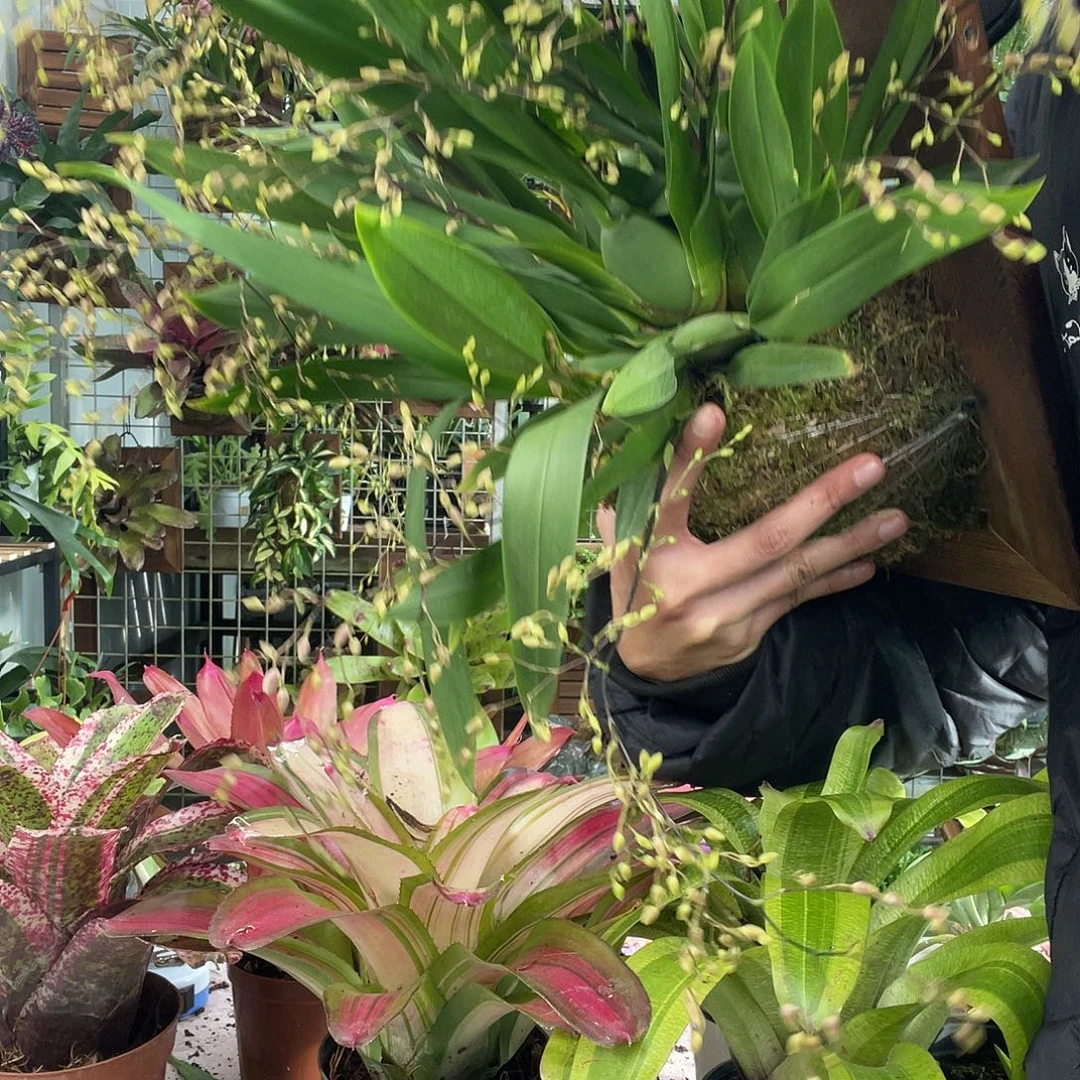 文心兰上板大棵福利