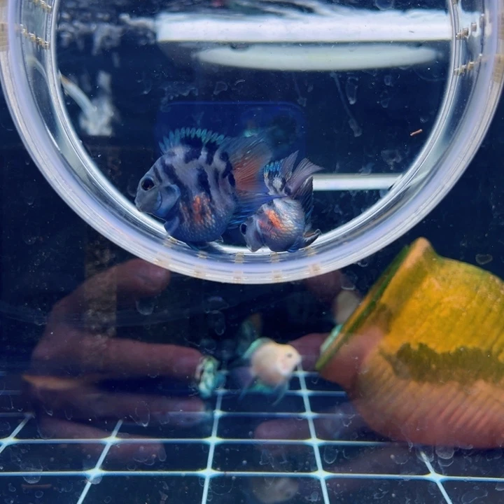 鹦鹉鱼保基因短头短嘴摩卡亚成一对