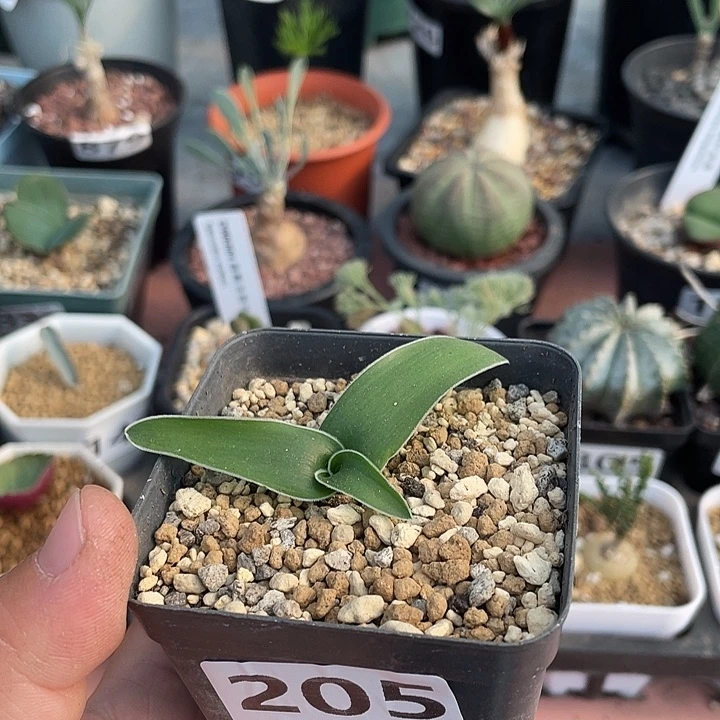 205产地毛边春慵花