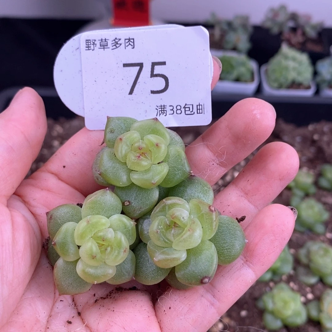 75号珍妮三颗一组包邮