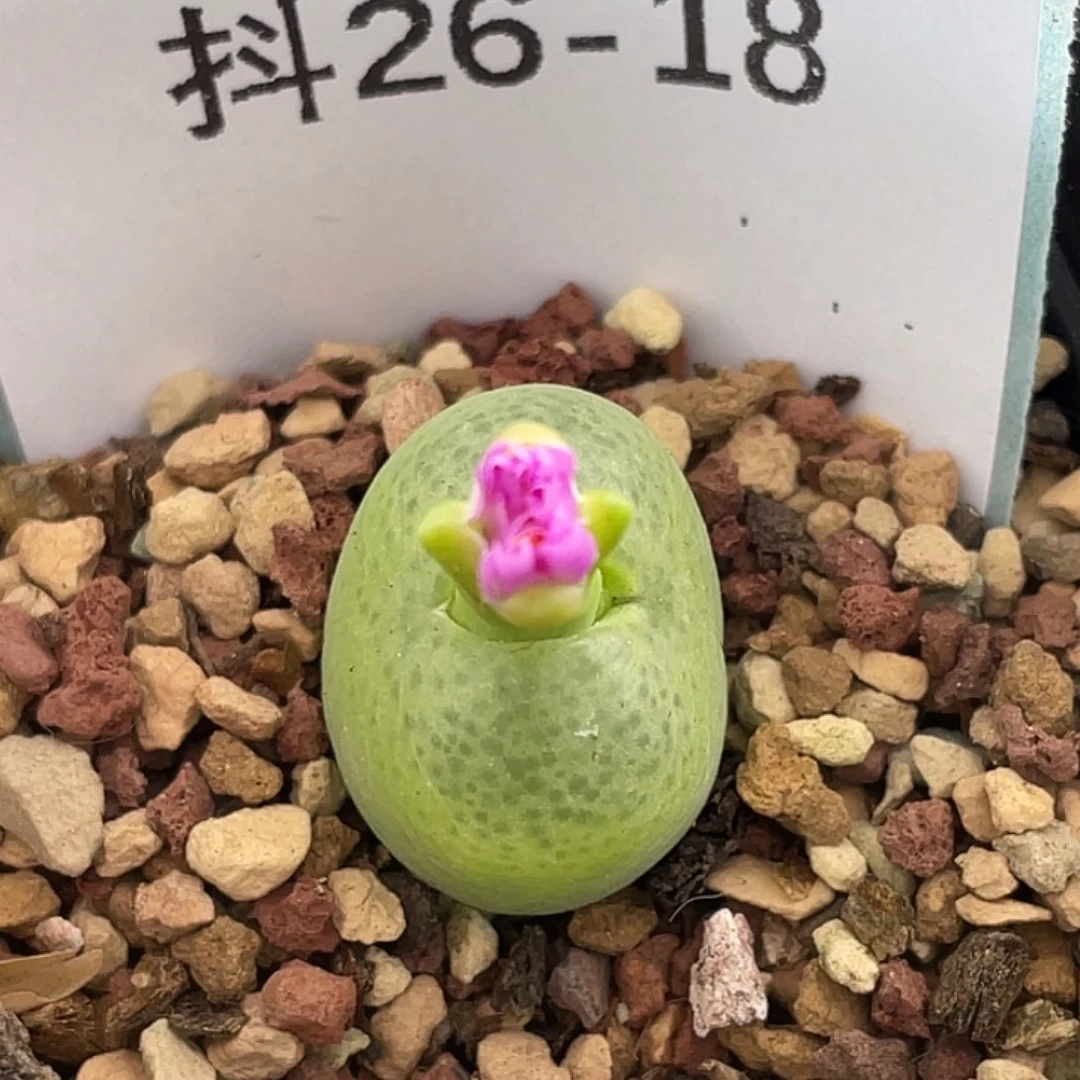 26-18翠光多肉植物