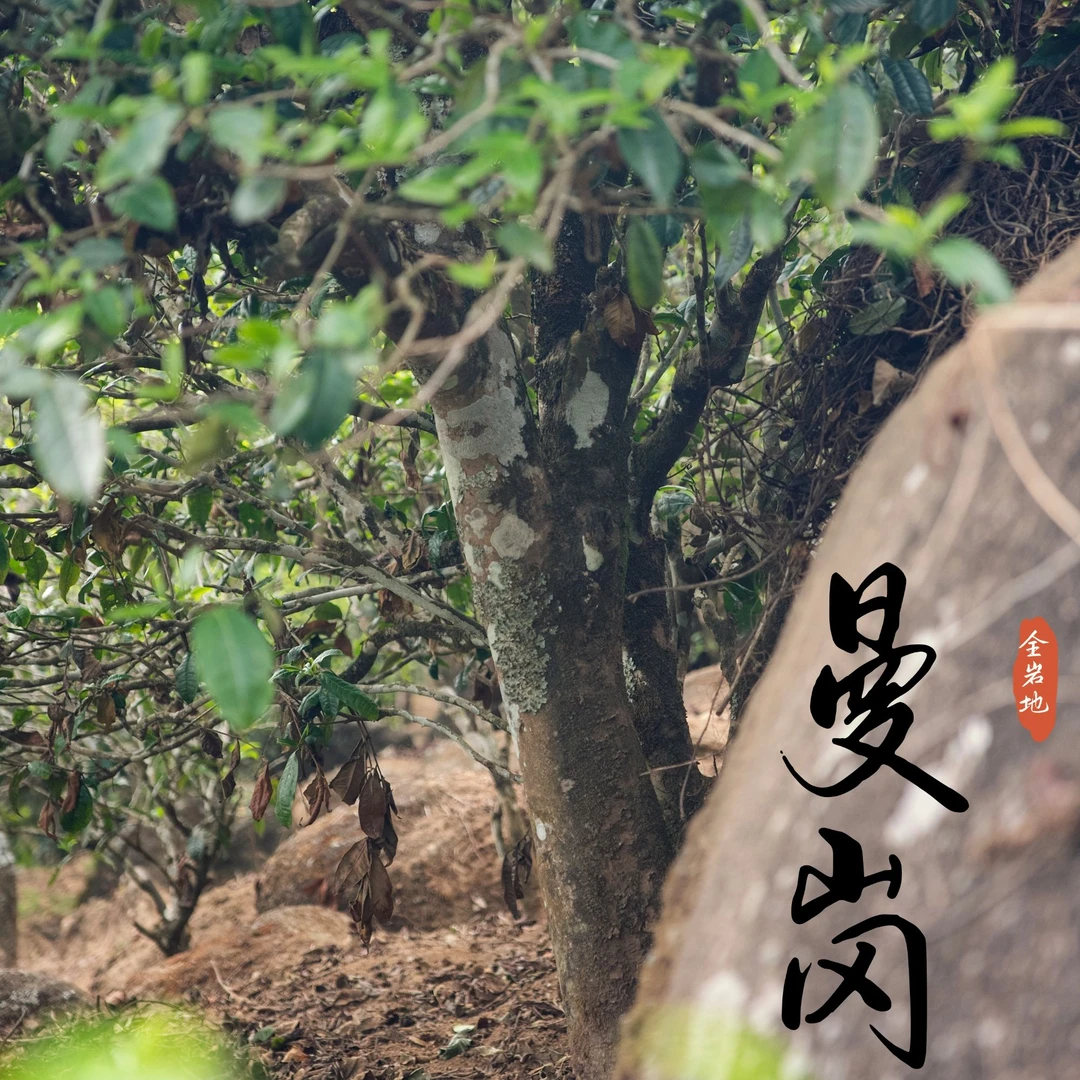 曼岗全岩地 2025 精挑精品地块