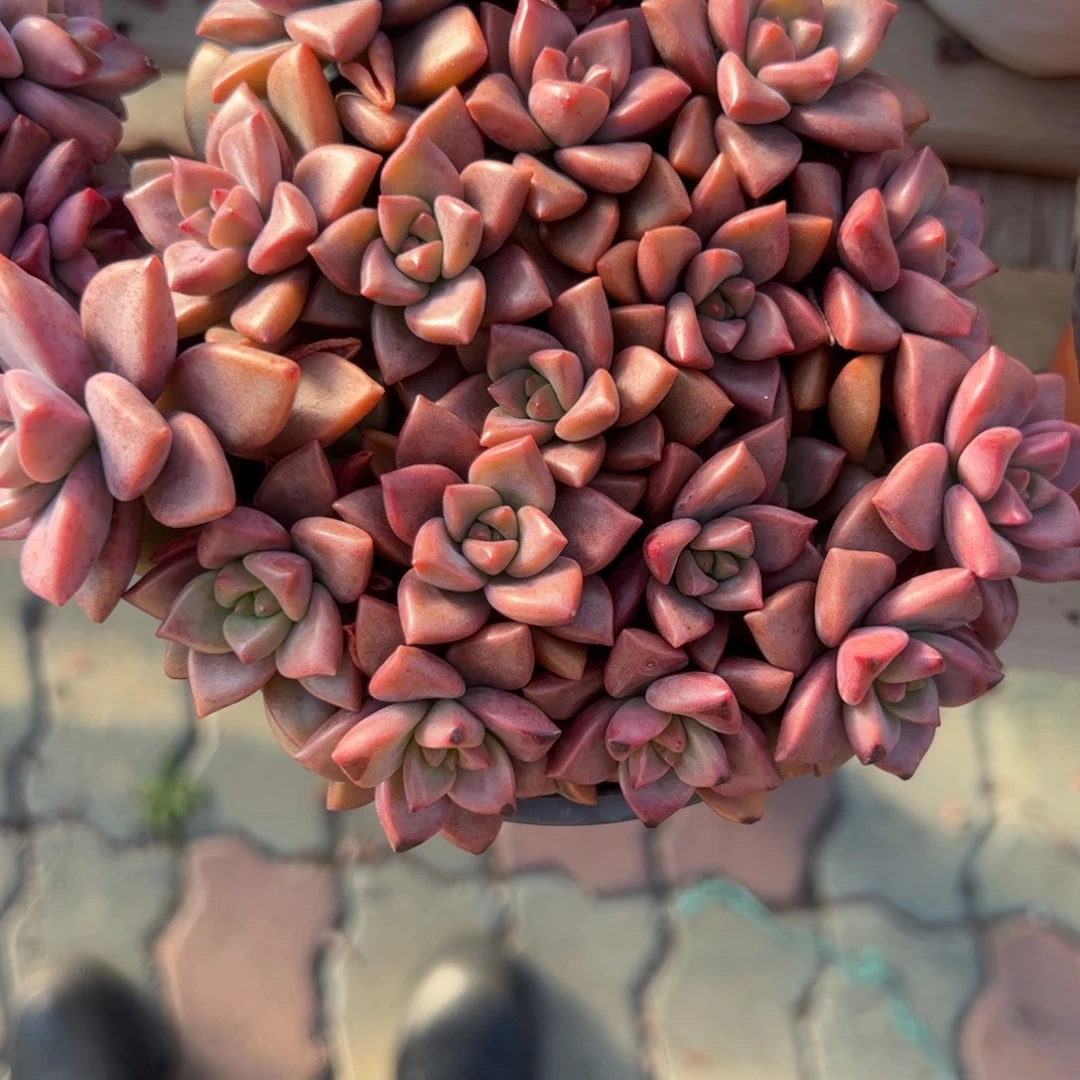 姬胧月老桩多肉植物