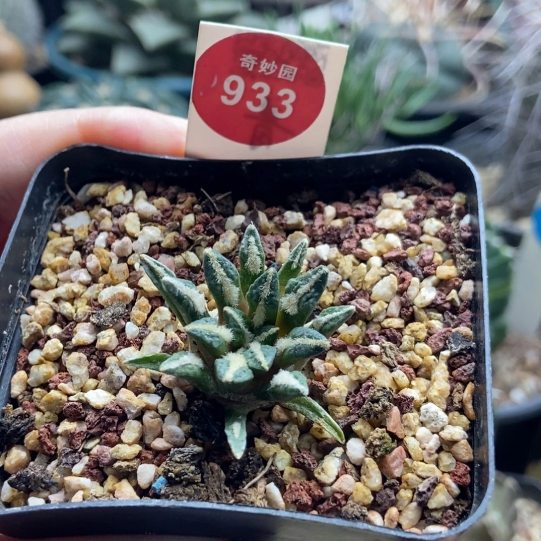 实生黑牡丹2.8cm一棵仙人球