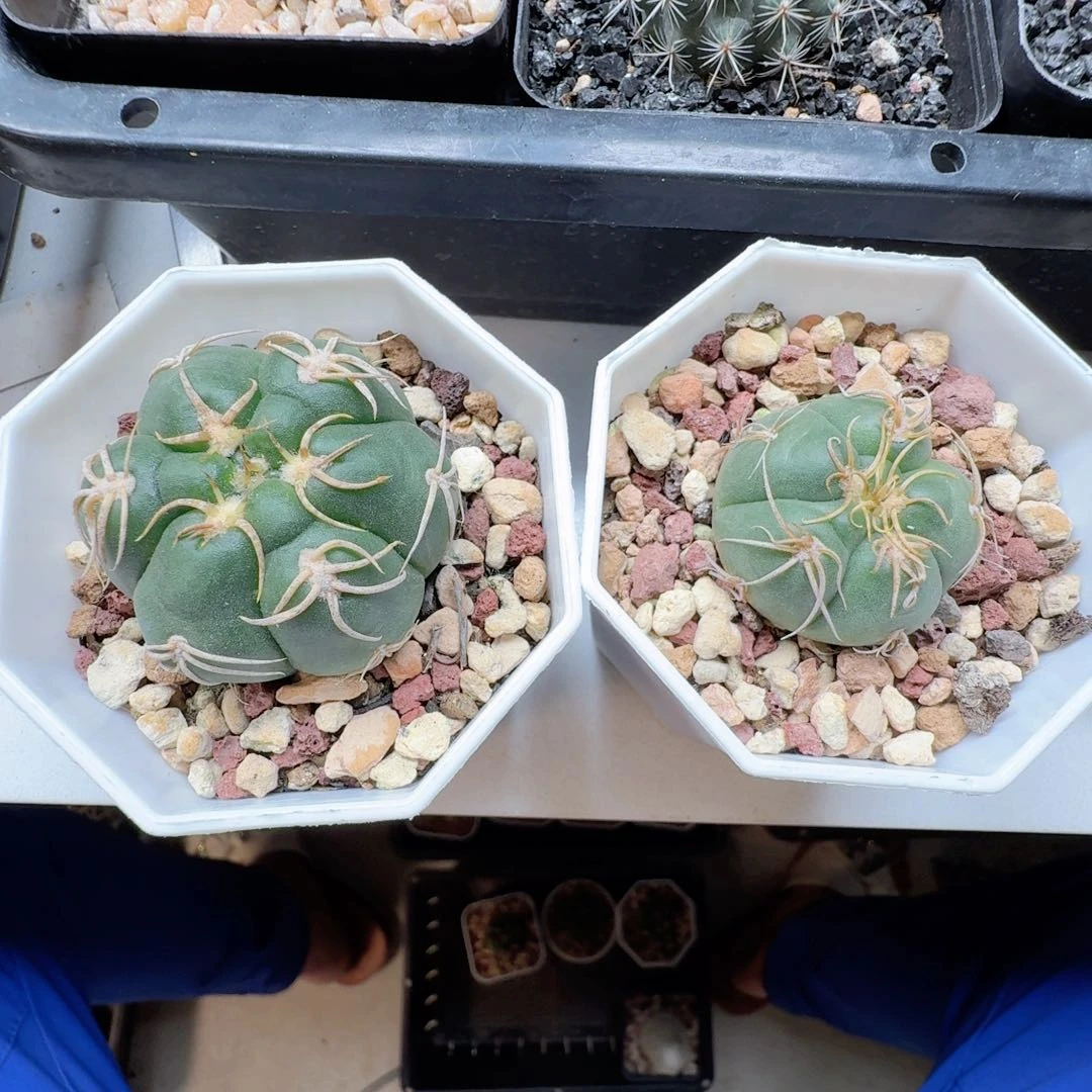无花朵用****X实生海王两颗带盆发货