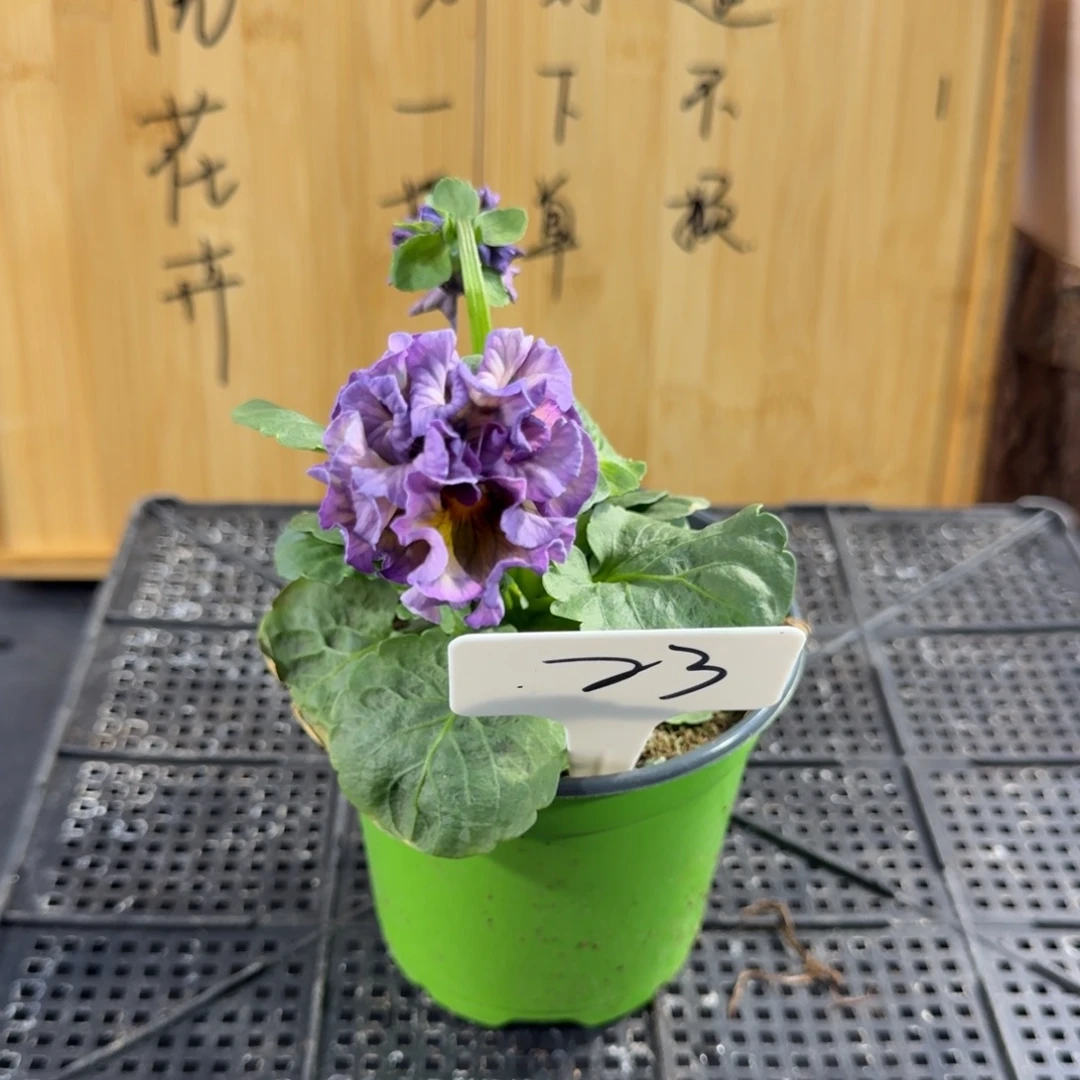 完全开放22紫色微毒