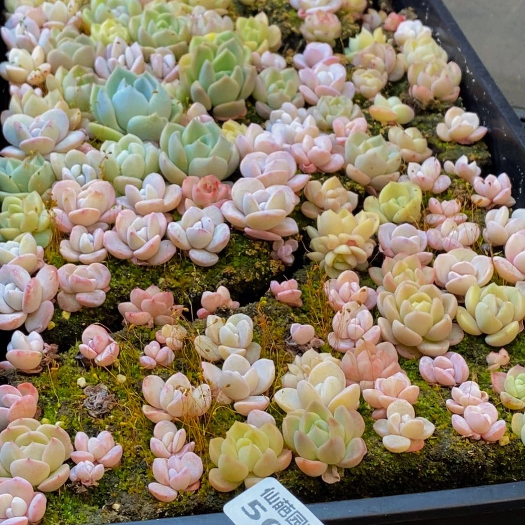 h****h504多肉植物保护研究所所长助理研究员