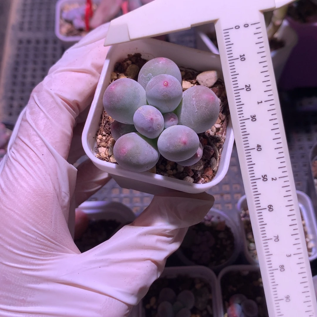 有锦基因，米可奶酪多肉