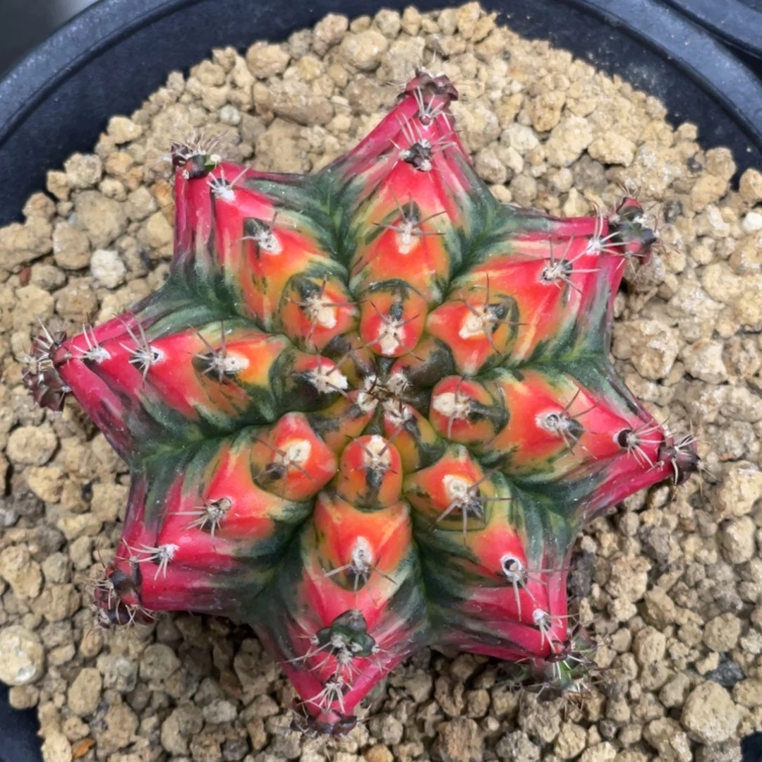 当前无花朵，栽培后可花朵T3115