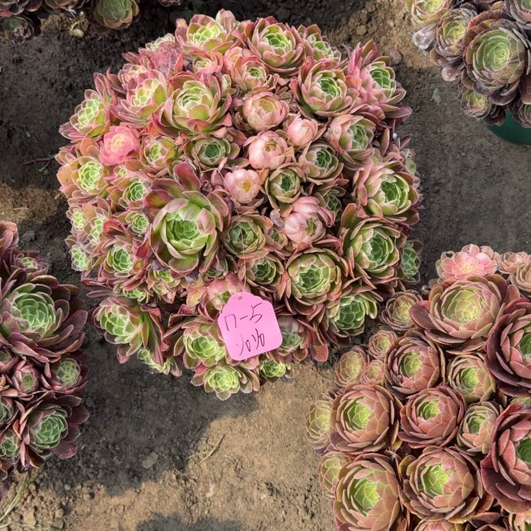 y****?法师海王嫩桩寄养17-5