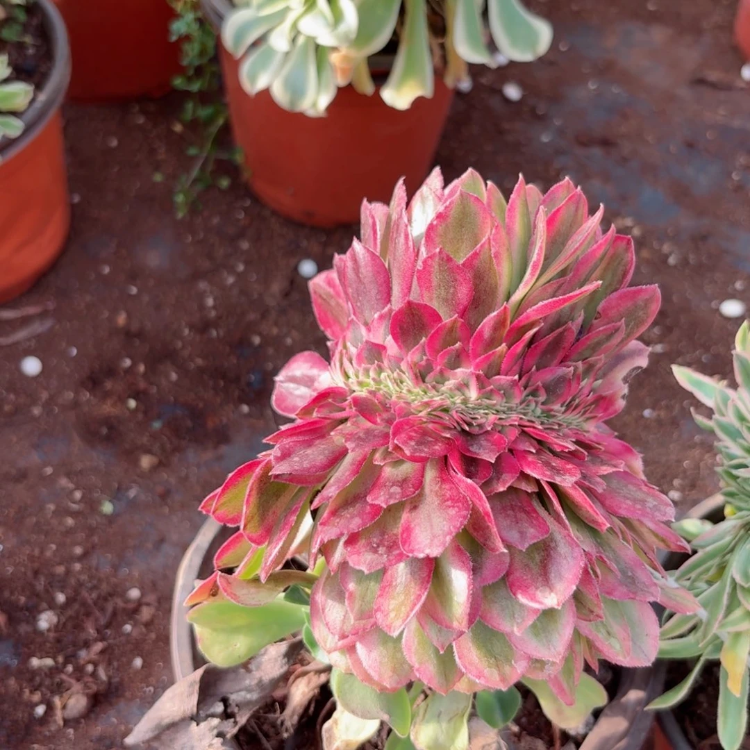 我4102 号多肉法师新年特价