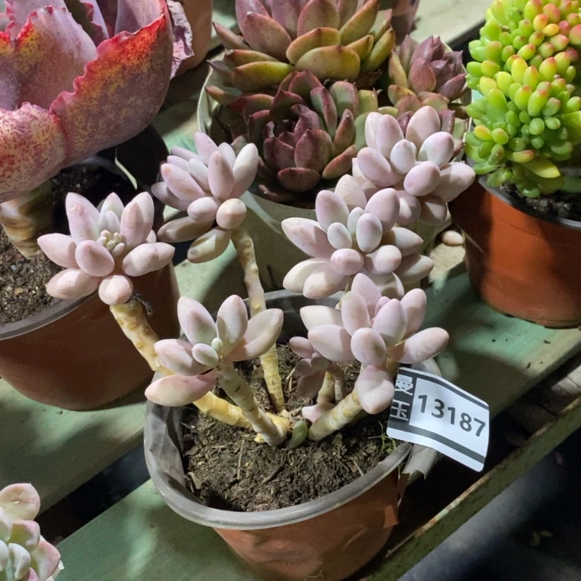 【闪购商品】岚****室粉色恋人13187