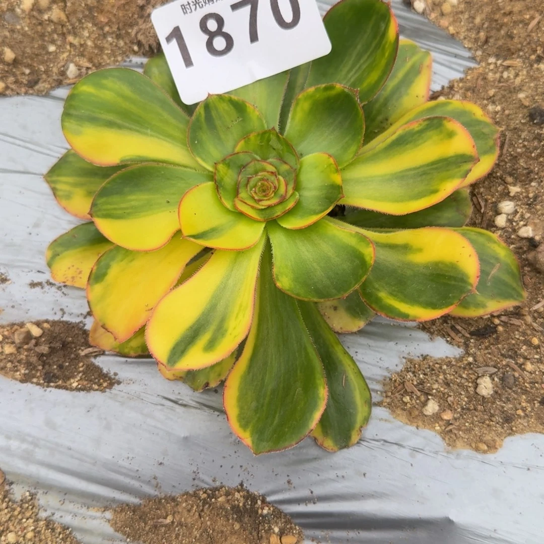 ?**?1870燕姿七彩。多肉植物