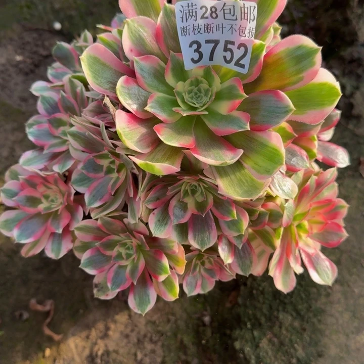 3752女郎多肉植物