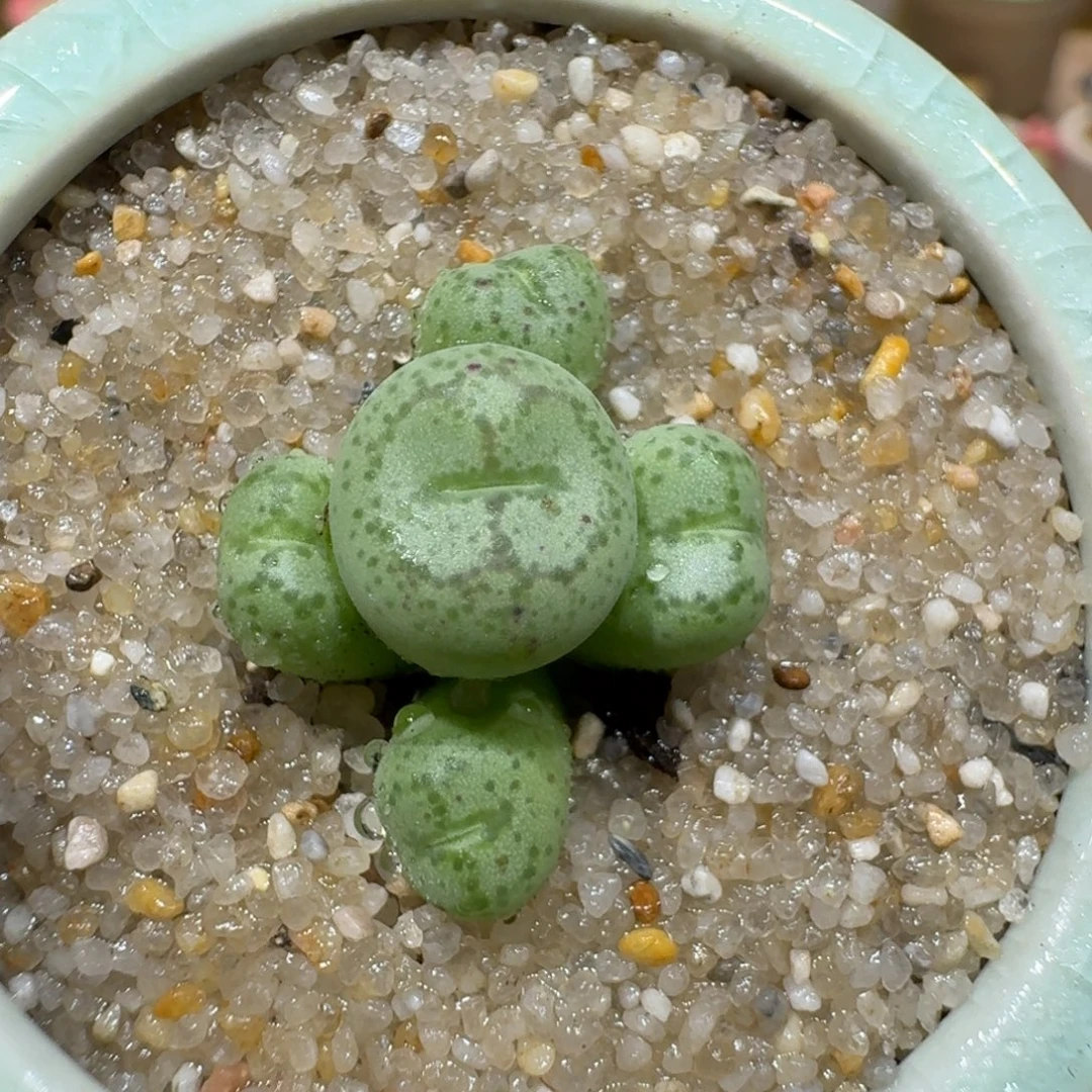 蘑菇1148猴脸多肉植物