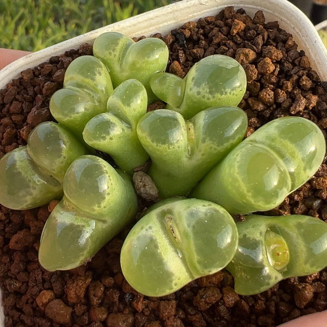 绿体极窗风铃群多肉