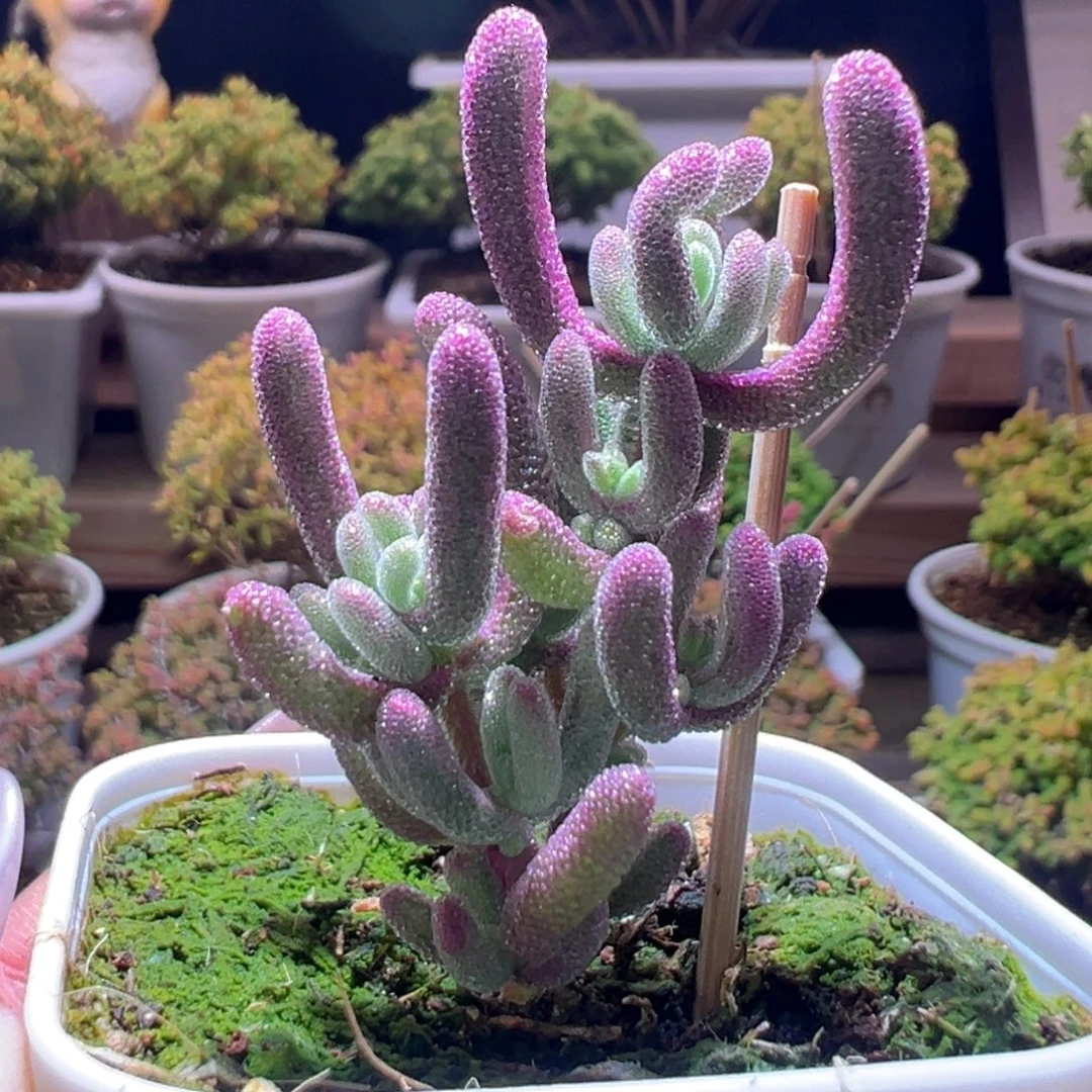 312紫闪光一物一拍带盆土发货