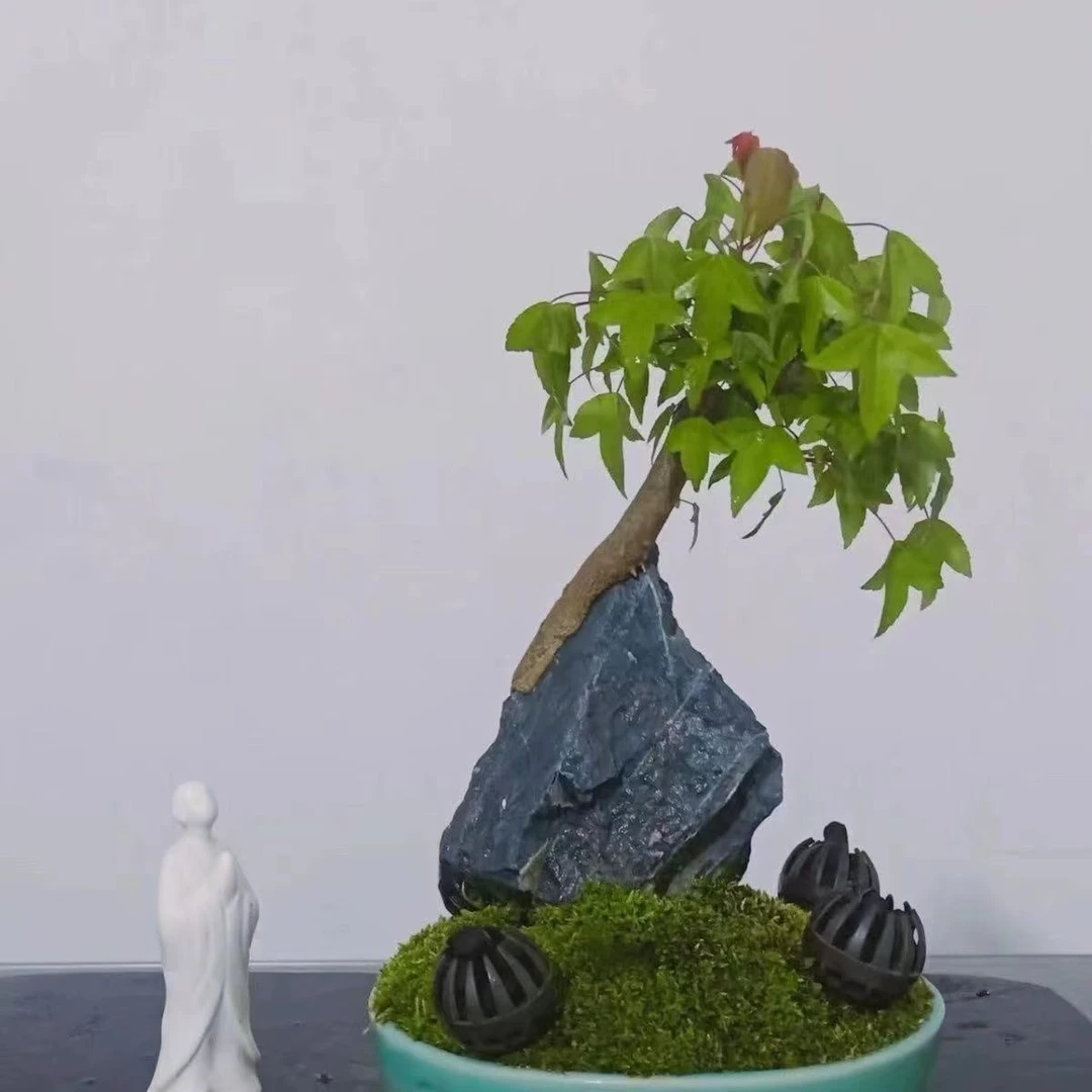 附石三角枫附石榆树鸡爪槭山红叶附石盆景精品老桩年功盆栽