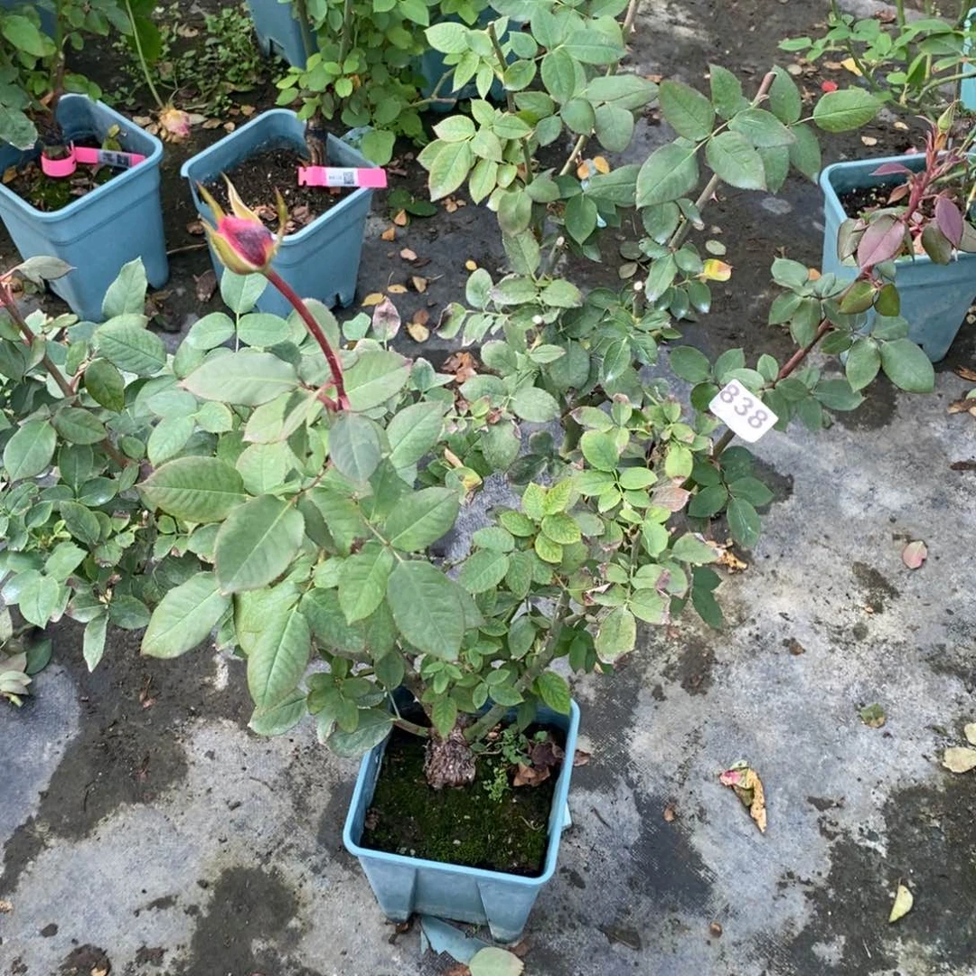 完全开放838玫瑰情书大花浓香原盆