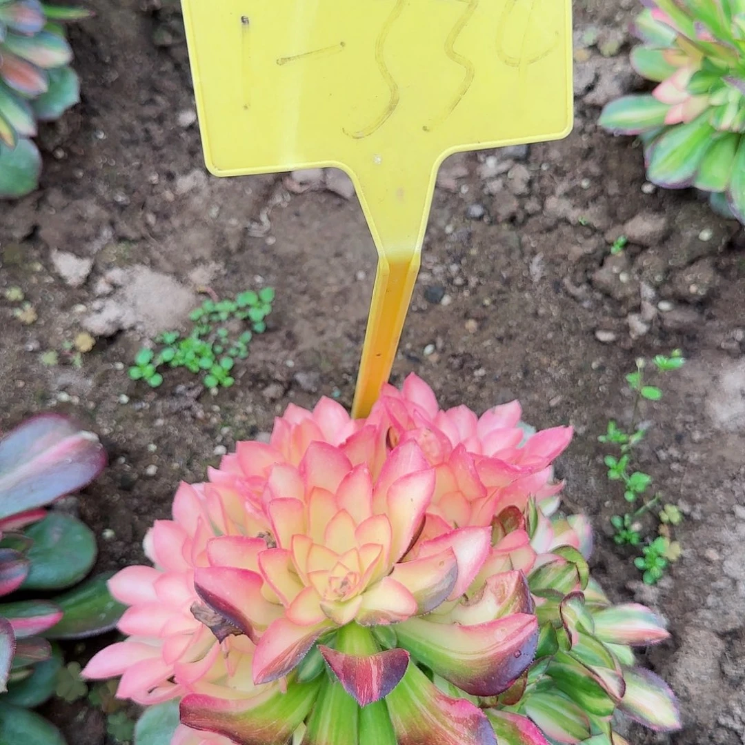 泽*1-334---多头多肉植物