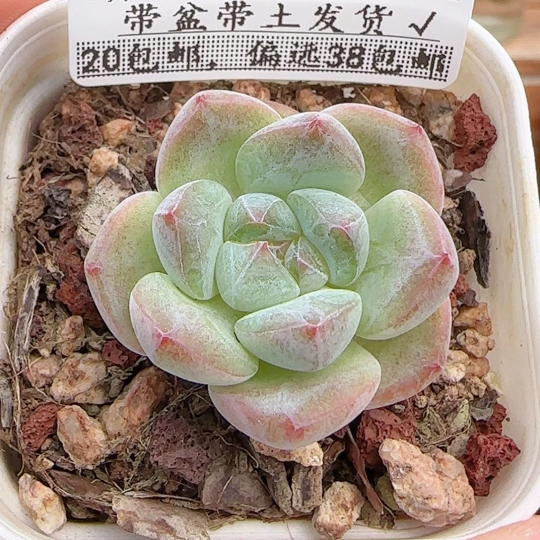 多肉0923--343福利