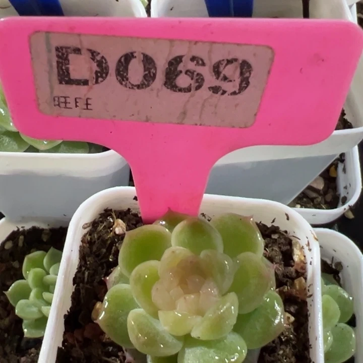 财富密码9号4cm尺寸