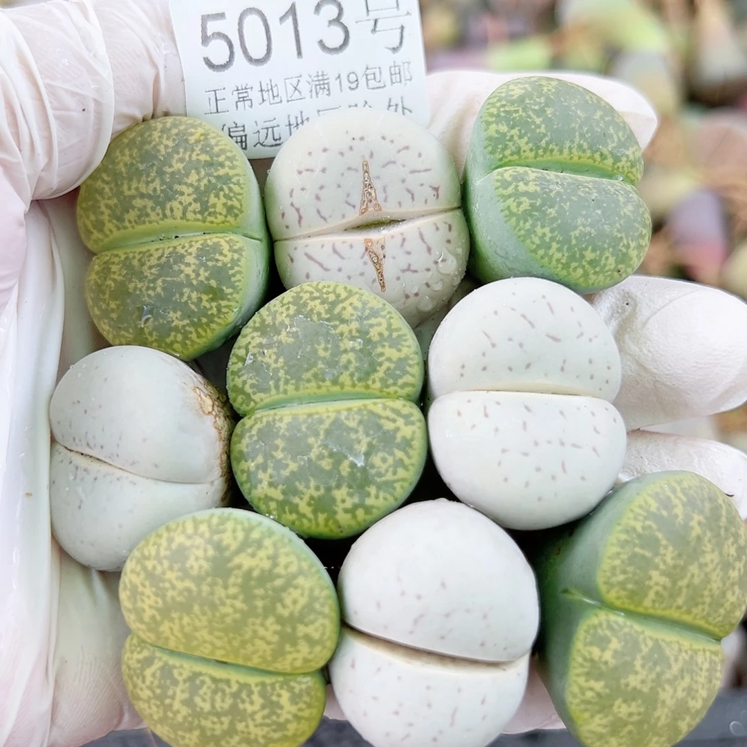 5013 好养易活生石花大母本9个2.5cm部分侧面老疤特价