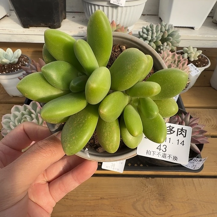 芒果奶1111111114-43
