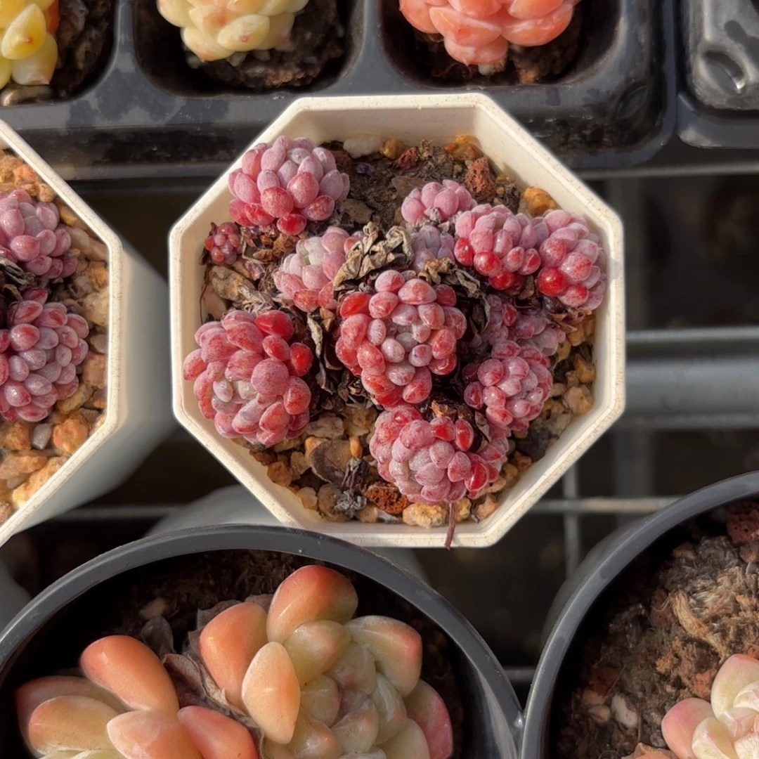 葡萄小群一物一拍