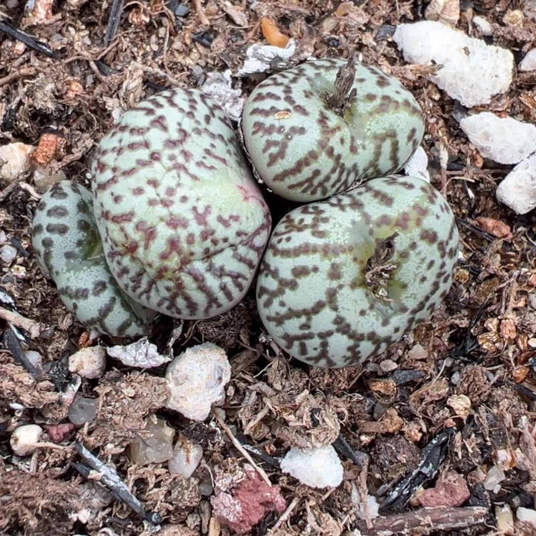 【闪购商品】140……