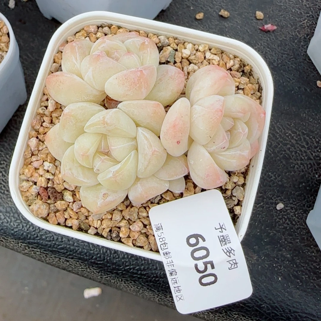 焦**铁冰玉无砍，6050多肉植物