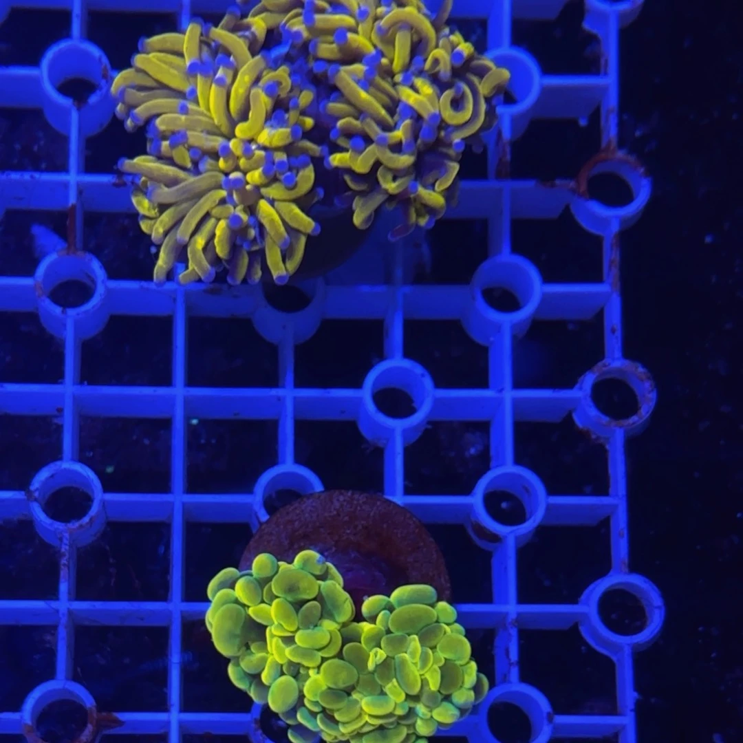 万鱼来朝海水观赏