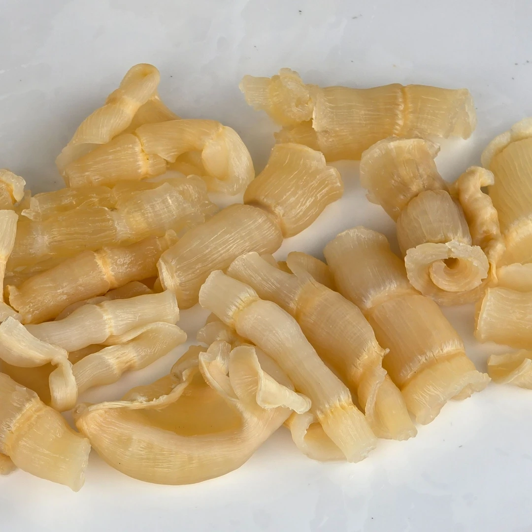 深海鳘鱼凤尾胶 天然胶质满满