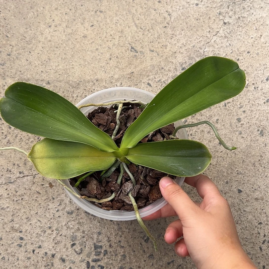 完全开放拯救苗红路德4.5寸不售后