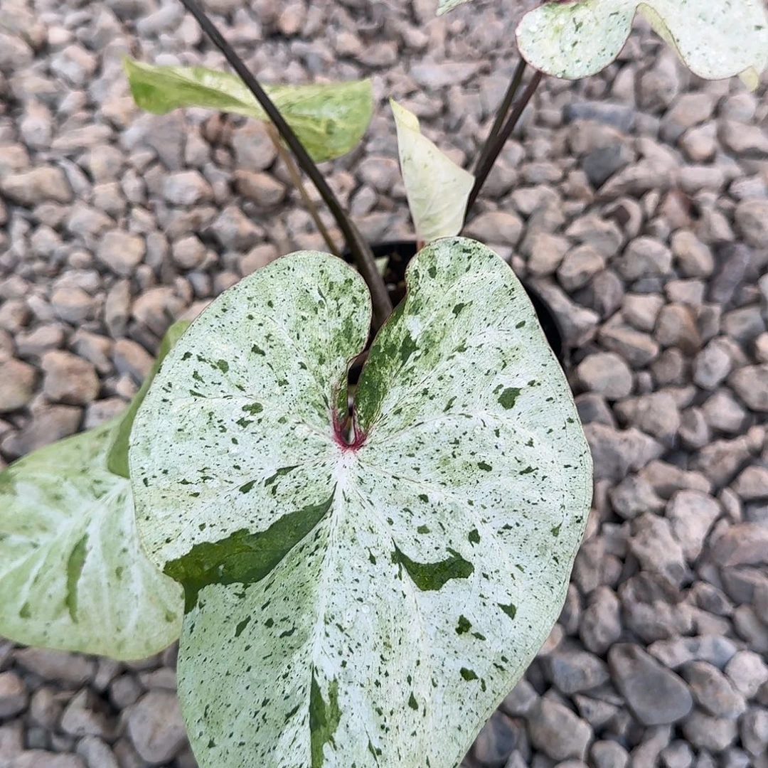 完全开放H167薄荷糖