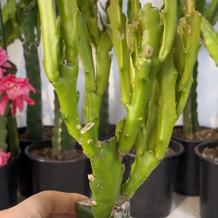 当前无花栽培后可以开花961