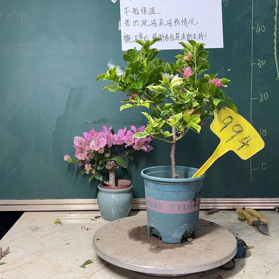 完全开放斑叶米罗994