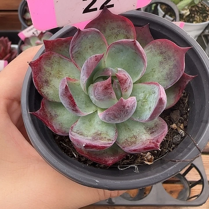 22 惊鸿仙子多肉植物