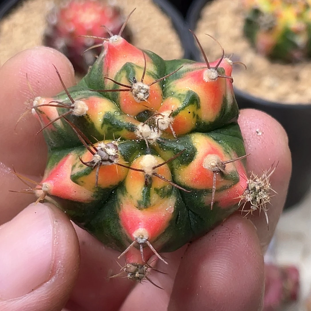 无花朵泰系神品侧，6棱米哈锦