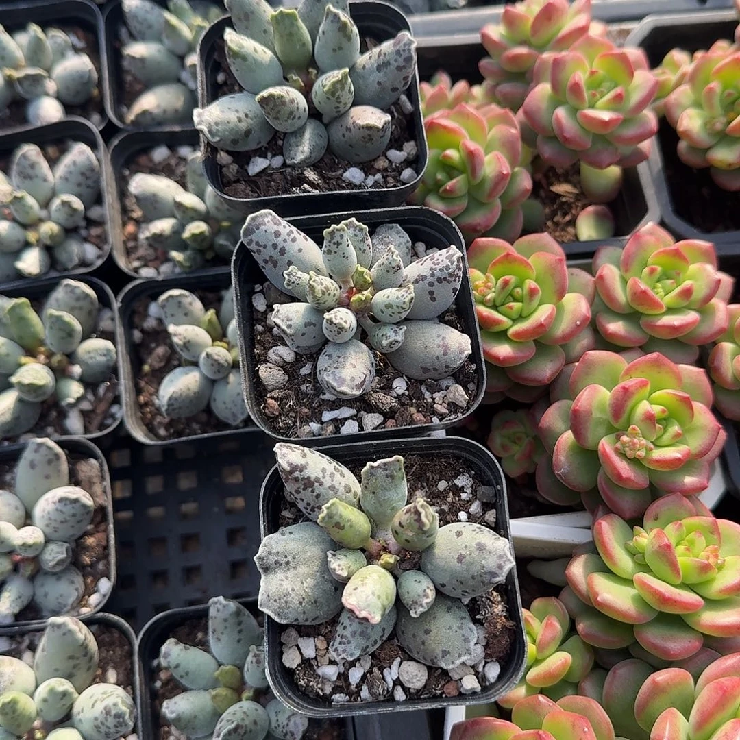 海豹多肉植物精品