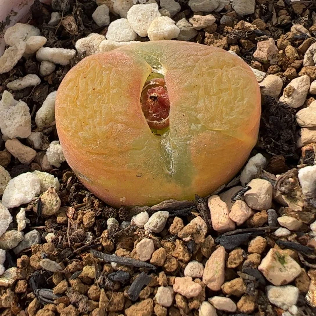 084多肉植物组合