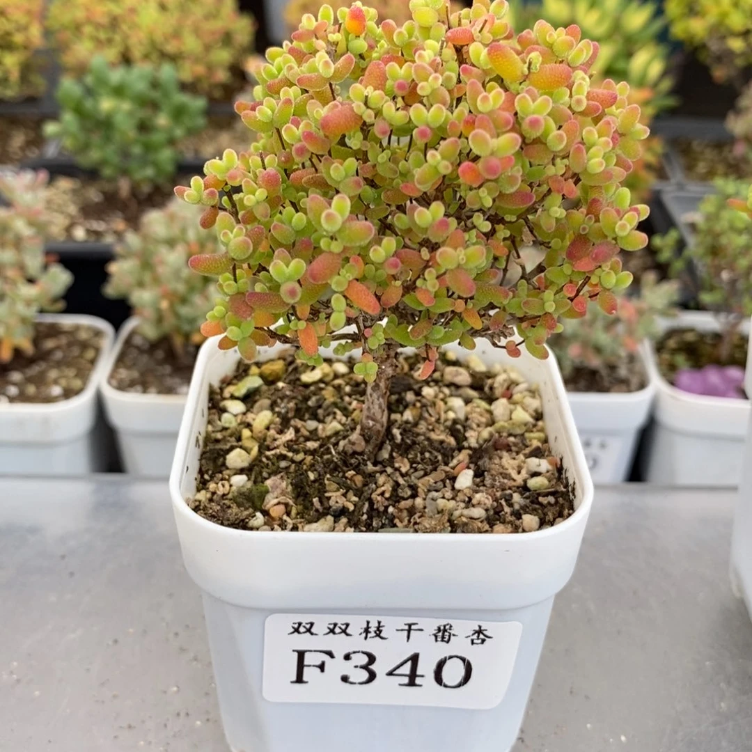 340蜜橘。