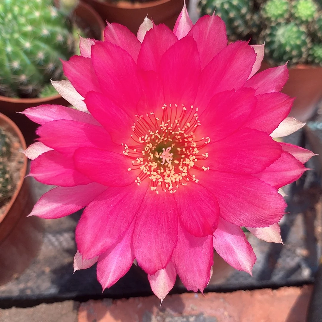 2303实生丽花10公分杯