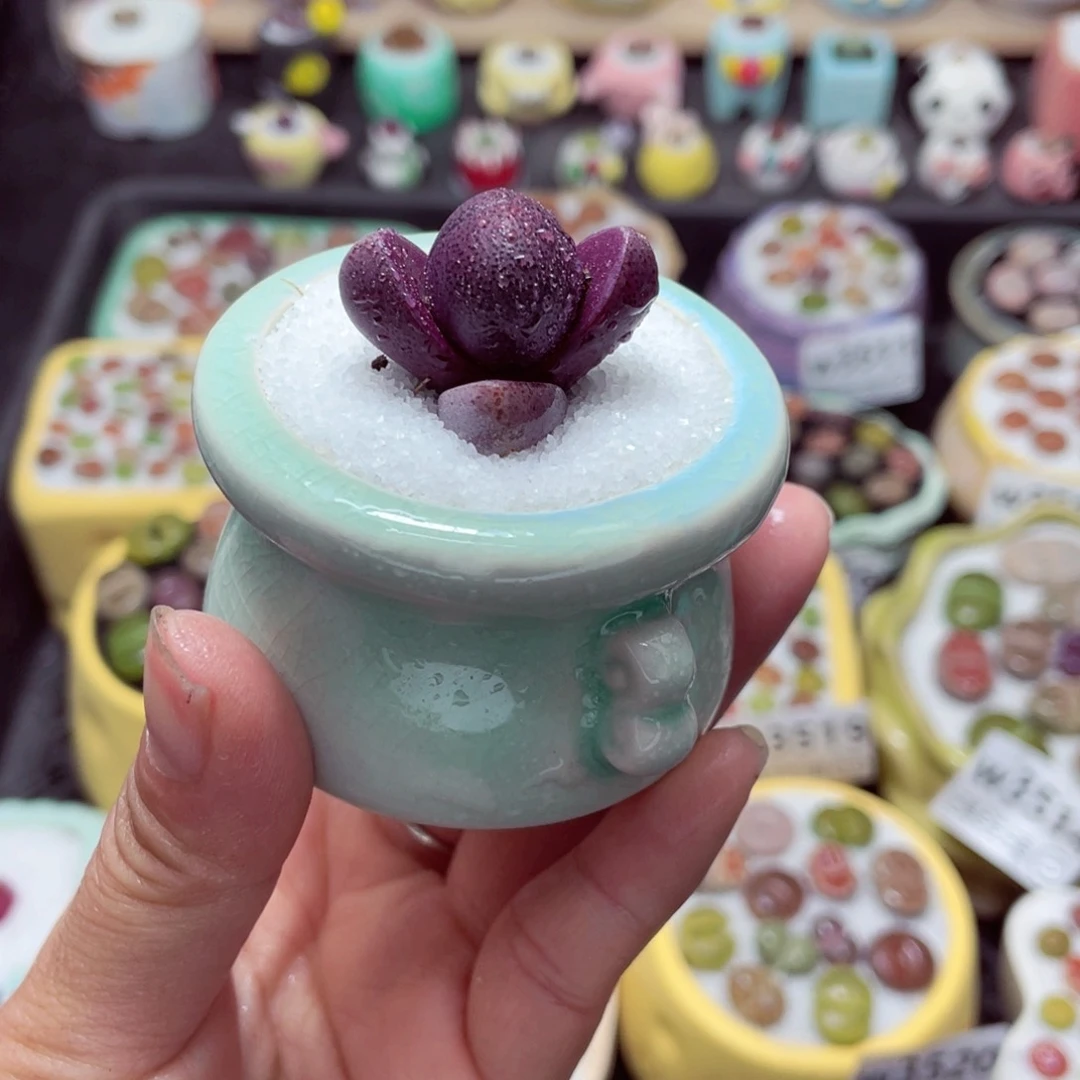 w3527 带盆土发货-零下地区拍保温箱