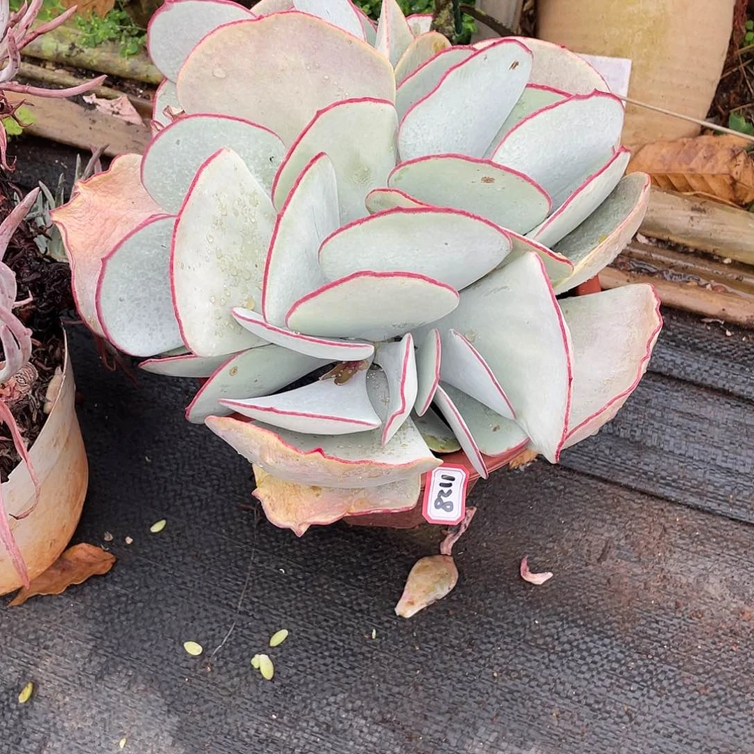 1128白梅 一物一拍多肉