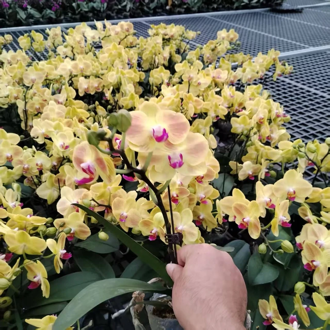 （新疆包邮）好吉利花后苗蝴蝶兰品种